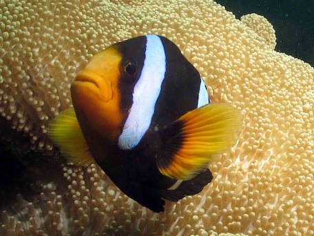 clark anemone fish