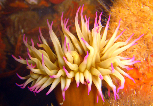 cold water sea anemone diving thailand